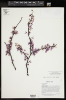 Cercis canadensis var. texensis image