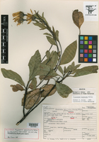 Image of Flourensia monticola