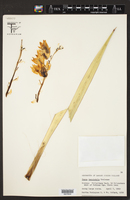 Yucca tenuistyla image