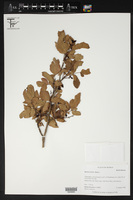 Mahonia trifolia image