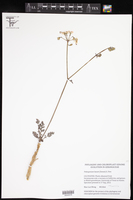 Image of Pelargonium laxum