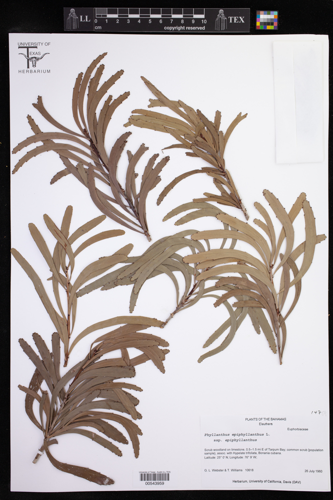 Phyllanthus epiphyllanthus subsp. epiphyllanthus image