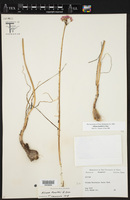 Allium kunthii image