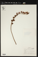 Echeveria nodulosa image