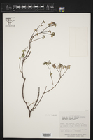 Euphorbia tricolor image