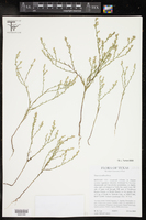 Thurovia triflora image