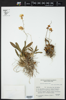 Oncidium bifolium image