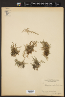 Selaginella rupestris var. fendleri image