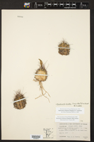 Hamatocactus bicolor image