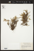 Selaginella weatherbiana image