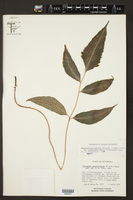 Phanerophlebia nobilis var. remotispora image