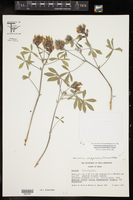 Pediomelum latestipulatum var. appressum image
