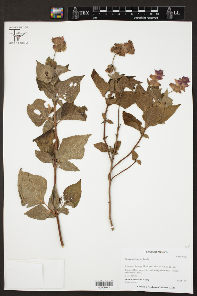 Salvia rubiginosa image