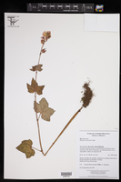 Image of Begonia crassicaulis