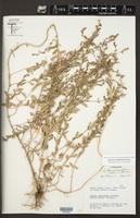 Lythrum ovalifolium image