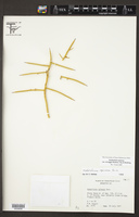 Koeberlinia spinosa var. wivaggii image