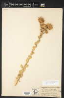 Grindelia ciliata image