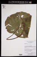 Begonia nelumbonifolia image