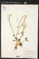 Ranunculus harveyi image