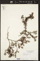 Poranthera ericifolia image