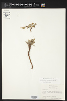 Chamaesyce leucophylla image
