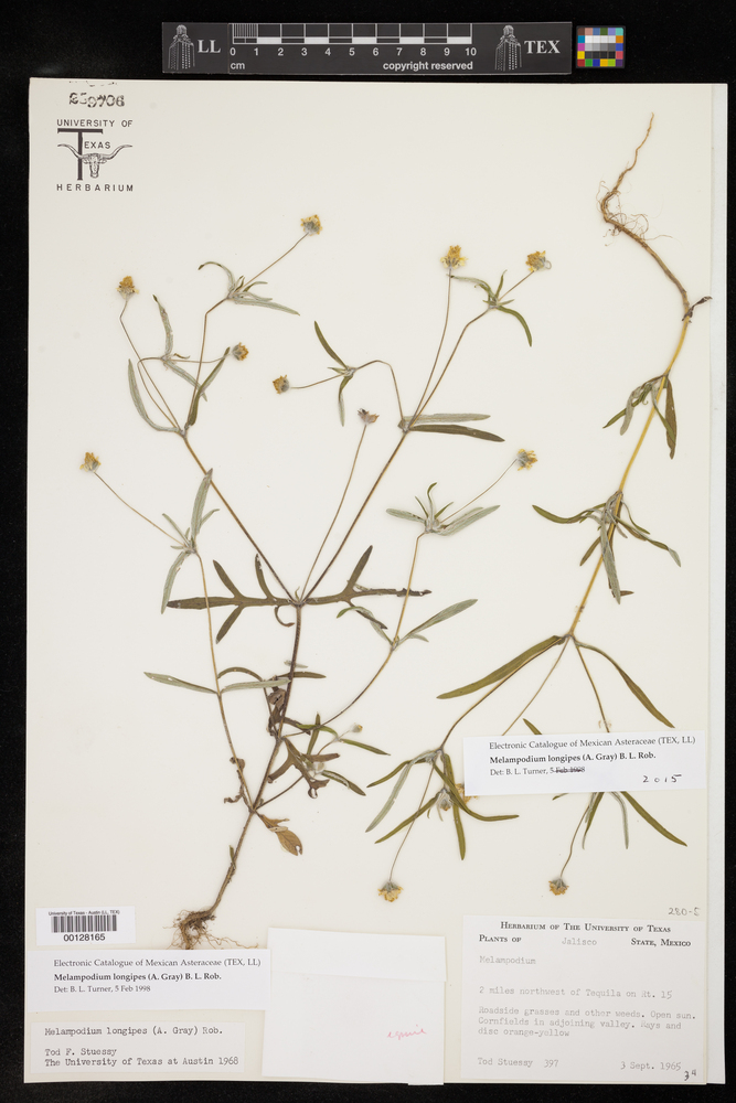 Melampodium longipes image