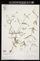 Image of Melampodium longipes