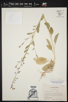Lobelia berlandieri subsp. brachypoda image