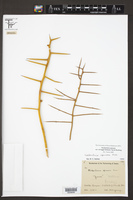 Koeberlinia spinosa image
