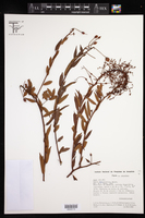 Mabea angustifolia image
