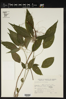 Acalypha gracilis image
