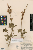 Image of Salvia booleana