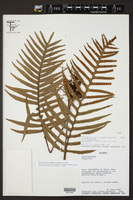 Pleopeltis fraseri image