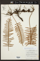 Polypodium rosei image