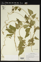 Matelea reticulata image