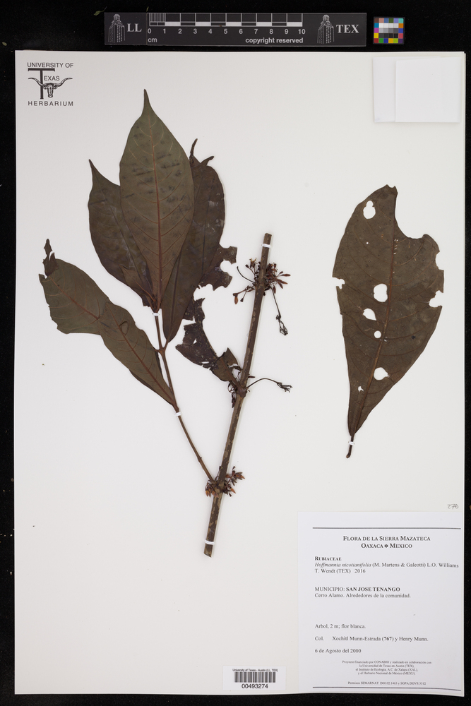 Hoffmannia nicotianifolia image