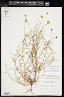 Thymophylla tenuiloba var. wrightii image