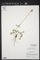 Anemone tuberosa image