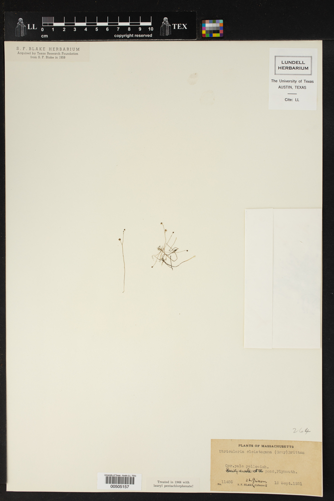 Utricularia cleistogama image