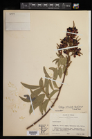 Callerya reticulata image