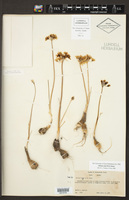 Allium coryi image