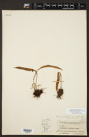 Pleopeltis polylepis var. polylepis image