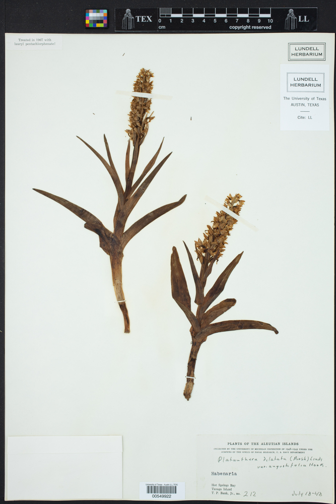 Platanthera dilatata var. angustifolia image