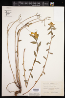 Euphorbia illirica image