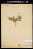 Guaiacum angustifolium image
