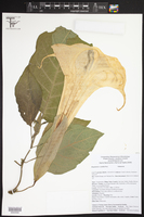 Brugmansia × candida image