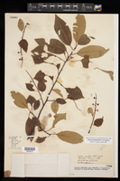Prunus serotina var. serotina image