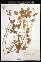 Euphorbia acerensis image