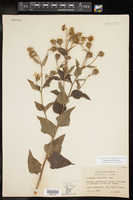Aldama cordifolia image