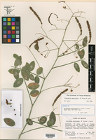 Coursetia paniculata image